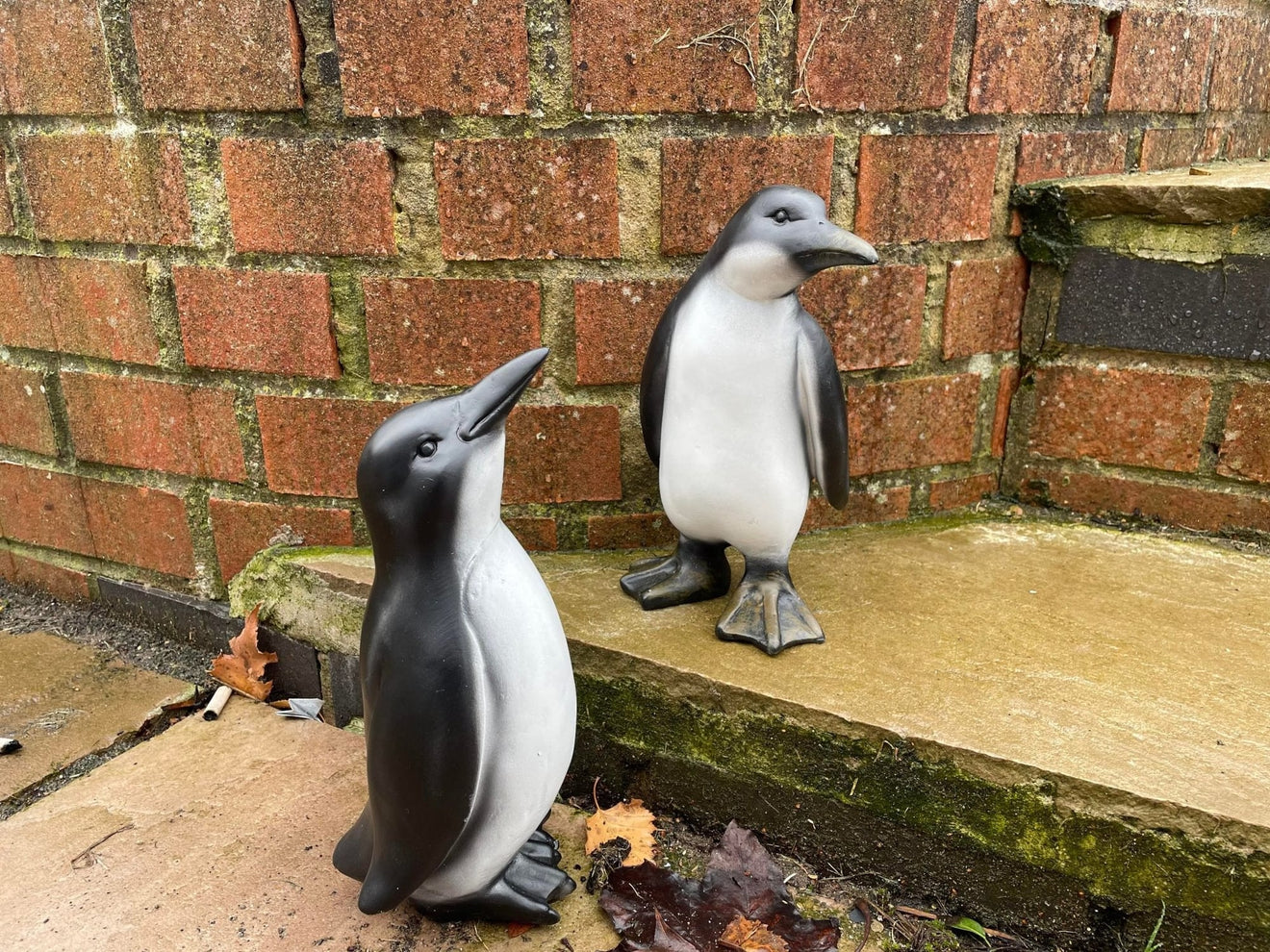 Perky Penguins - Backyard Bliss