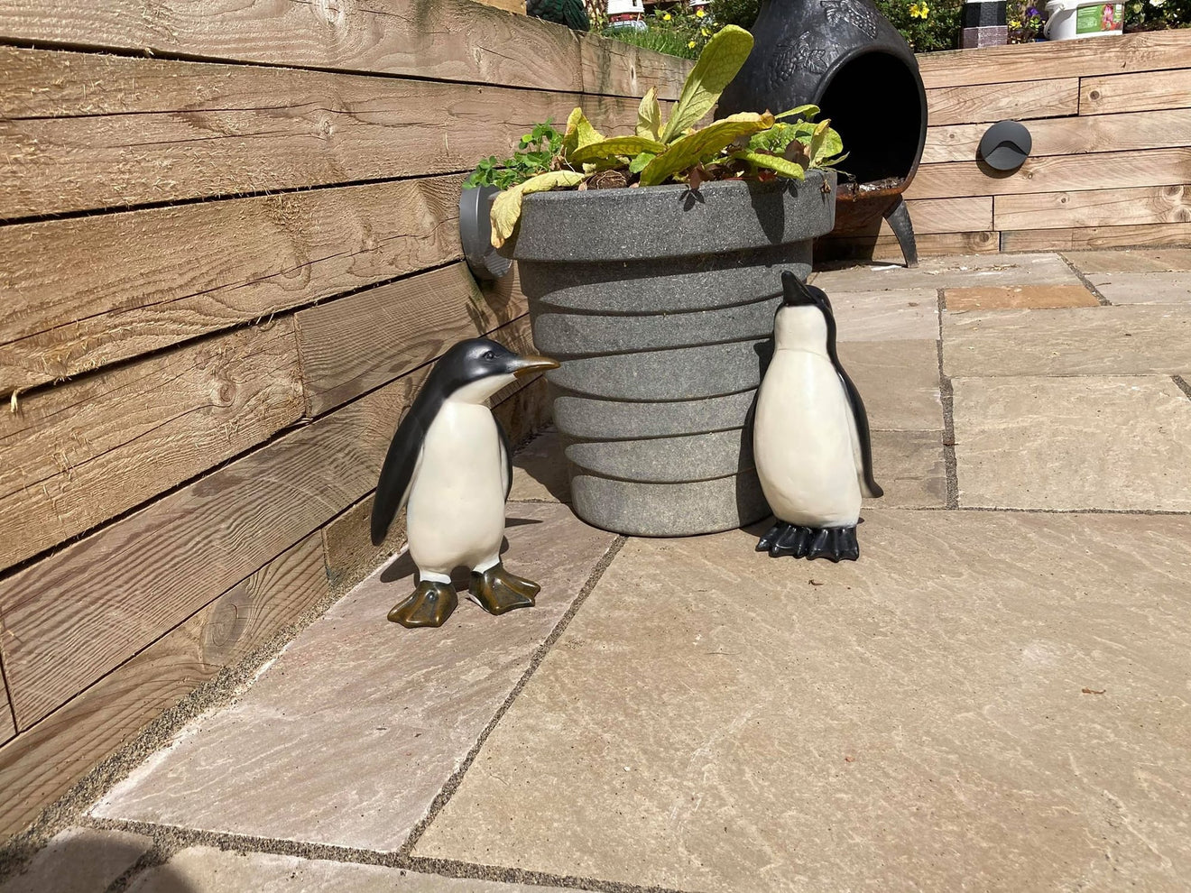 Perky Penguins - Backyard Bliss