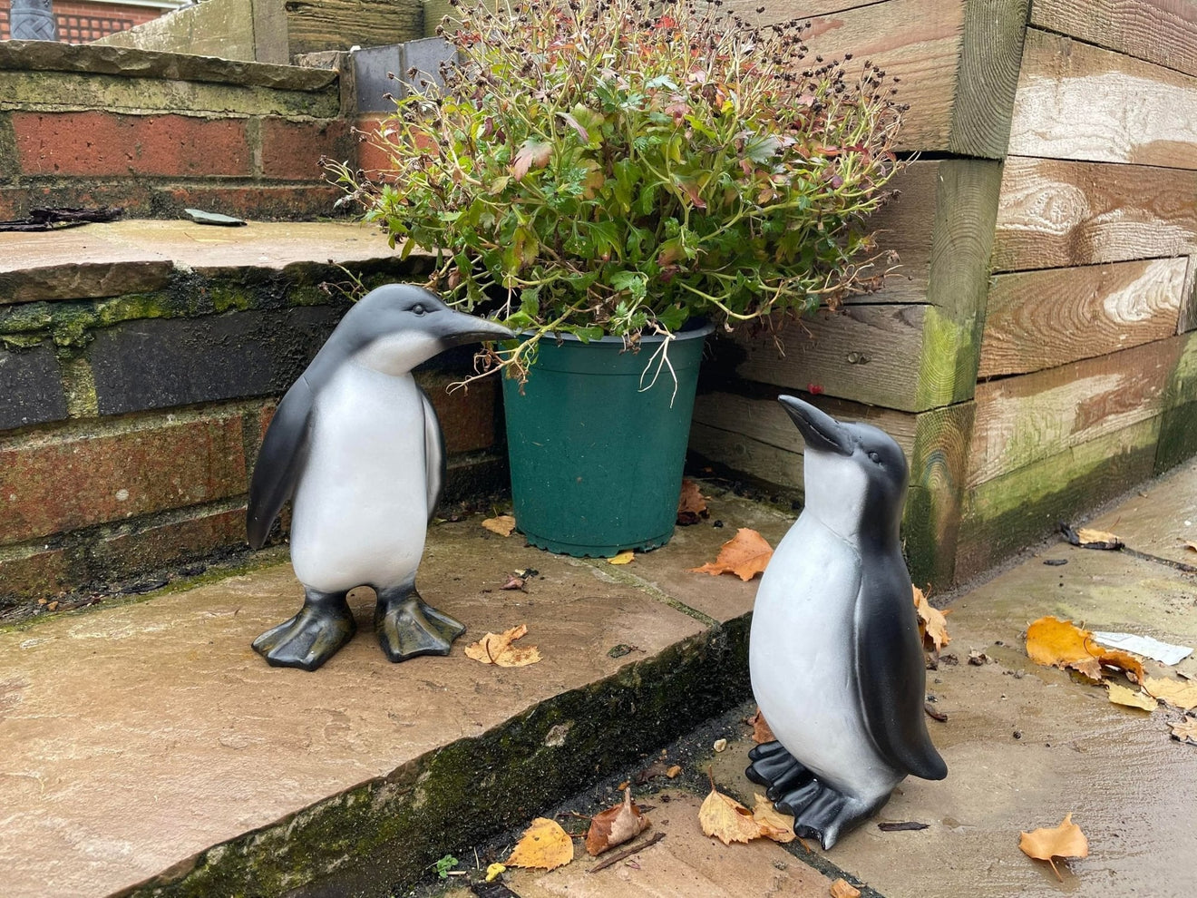 Perky Penguins - Backyard Bliss