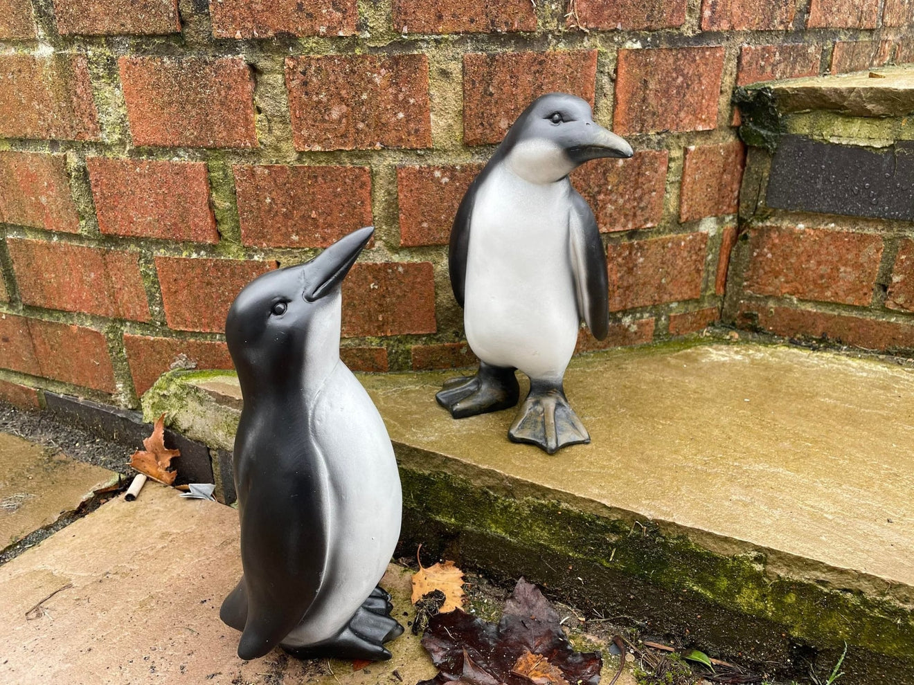 Perky Penguins - Backyard Bliss