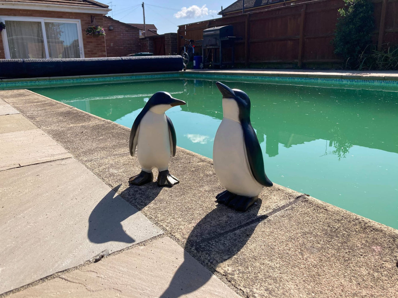 Perky Penguins - Backyard Bliss