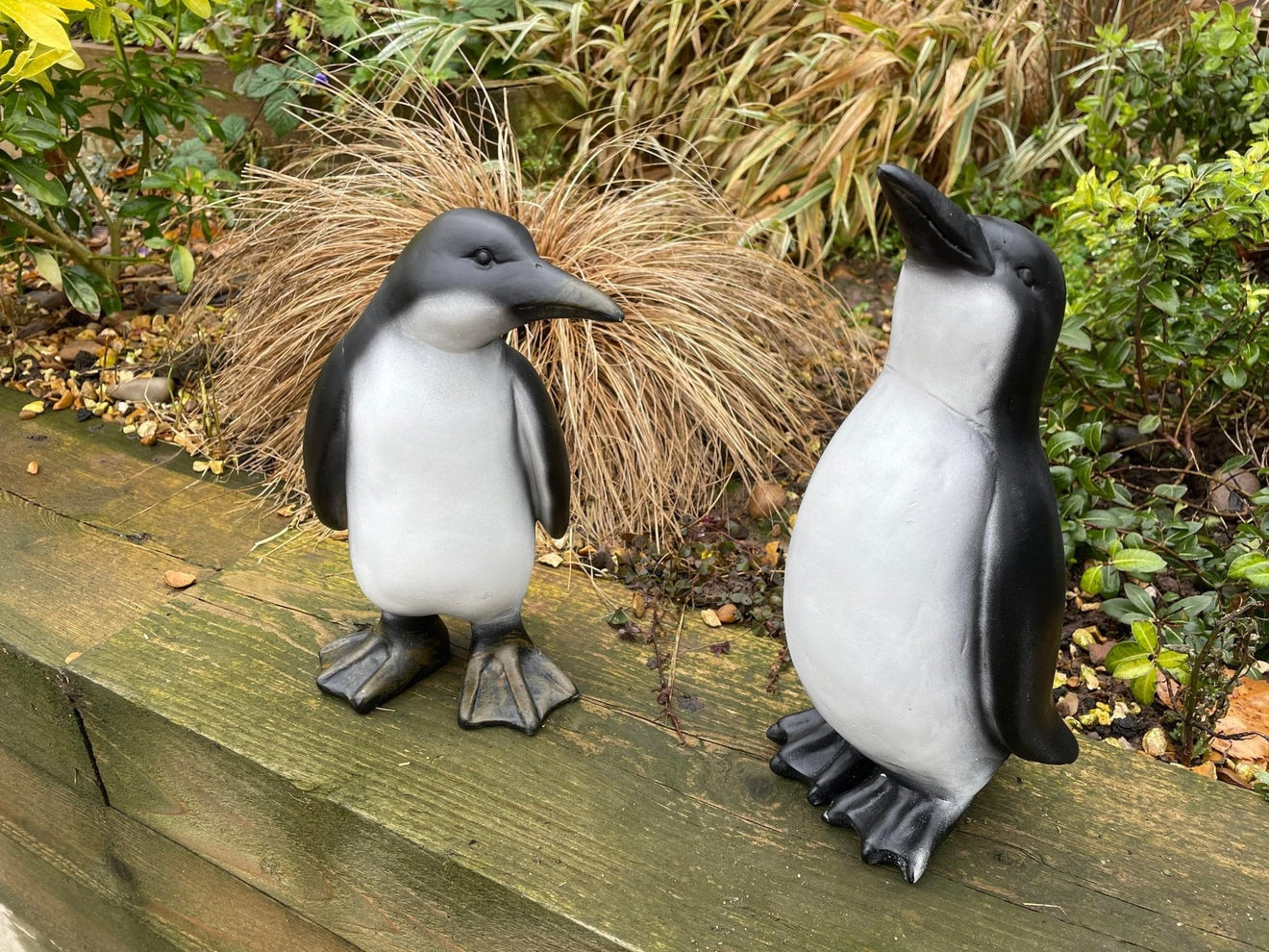 Perky Penguins - Backyard Bliss