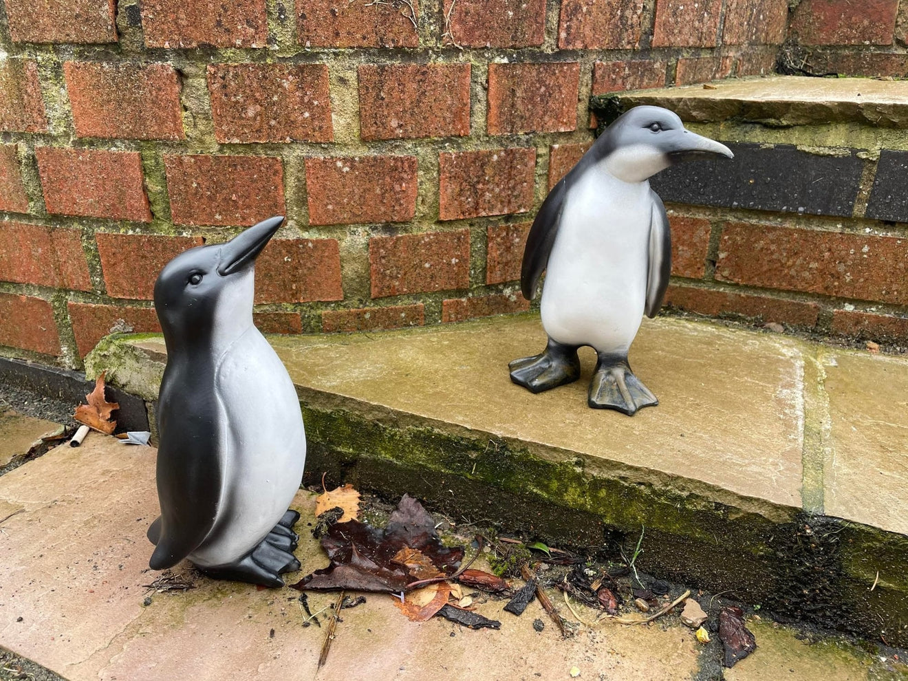 Perky Penguins - Backyard Bliss