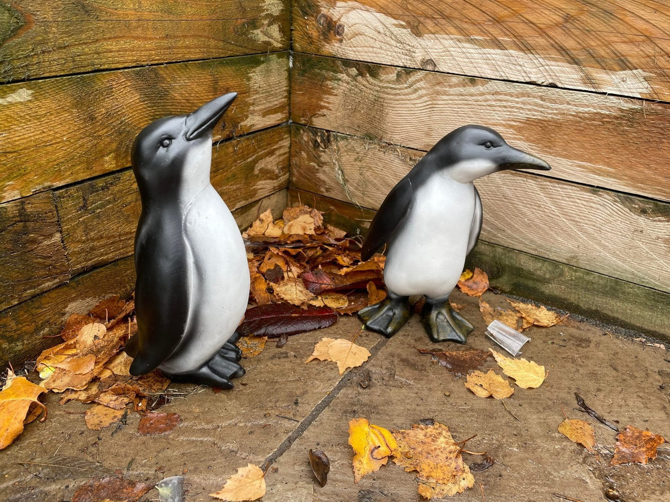 Perky Penguins - Backyard Bliss