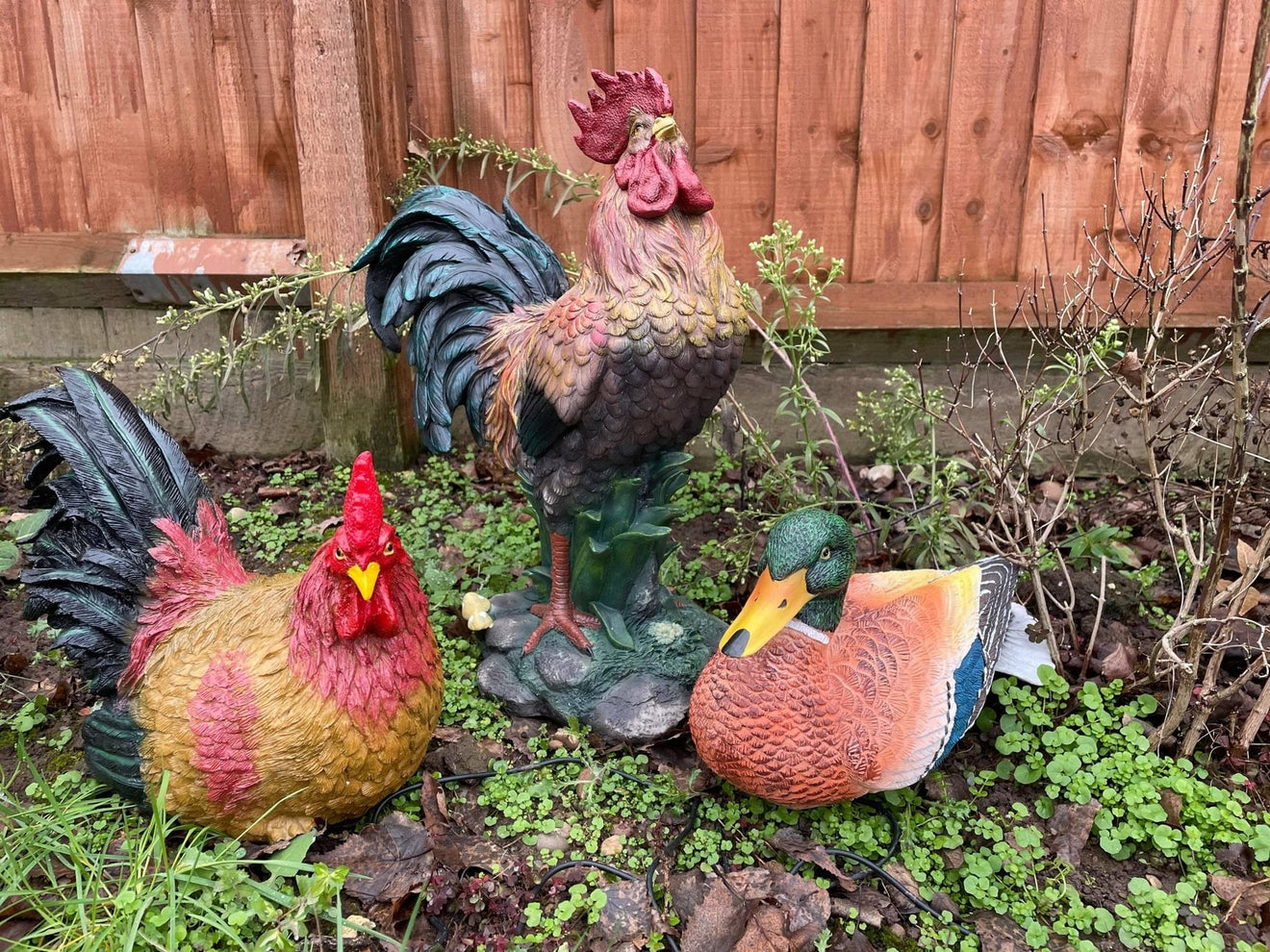 Rascally Rooster - Backyard Bliss