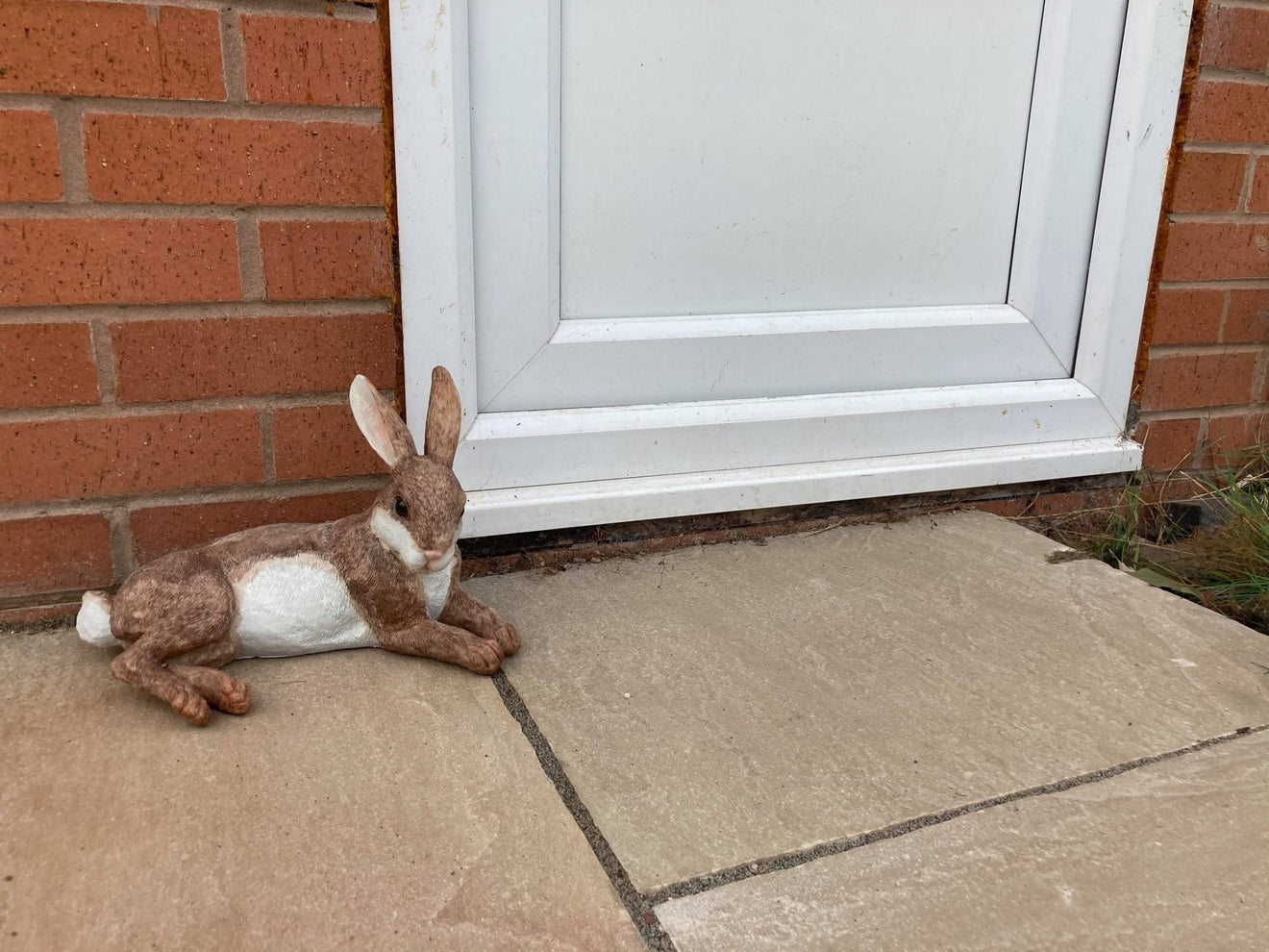 Relaxing Rabbit - Backyard Bliss