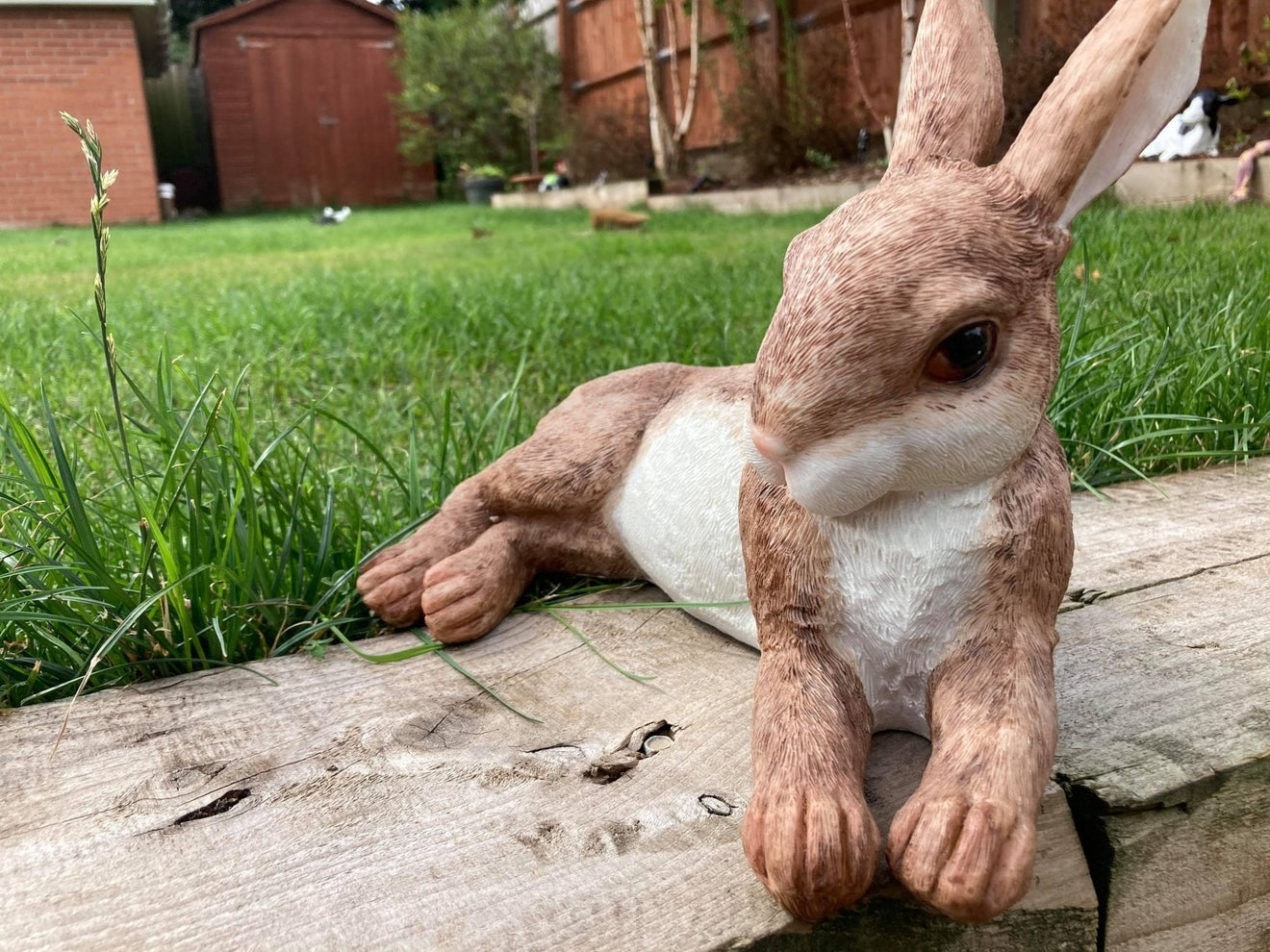 Relaxing Rabbit - Backyard Bliss
