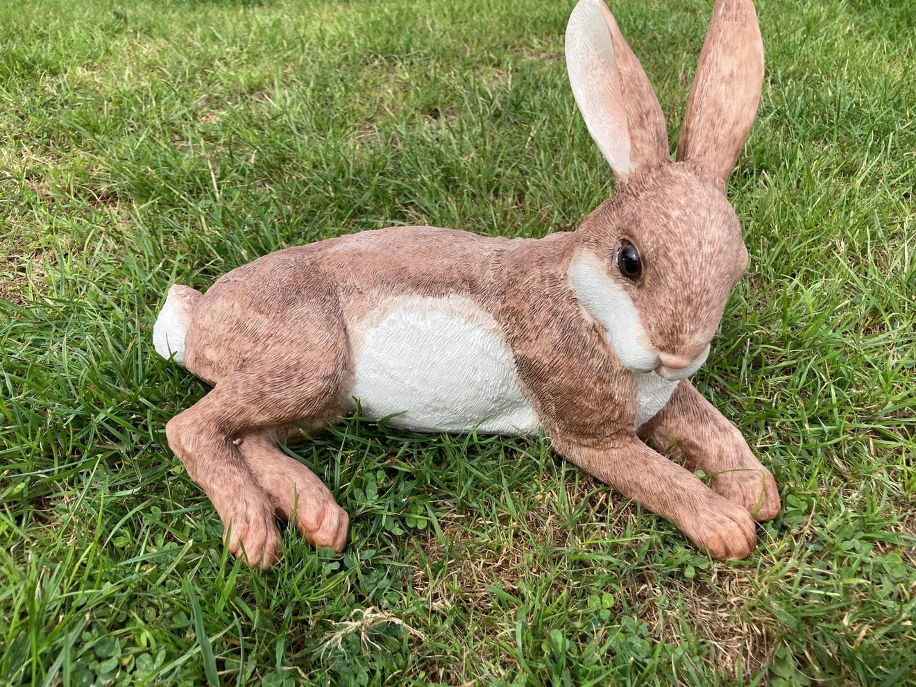 Relaxing Rabbit - Backyard Bliss