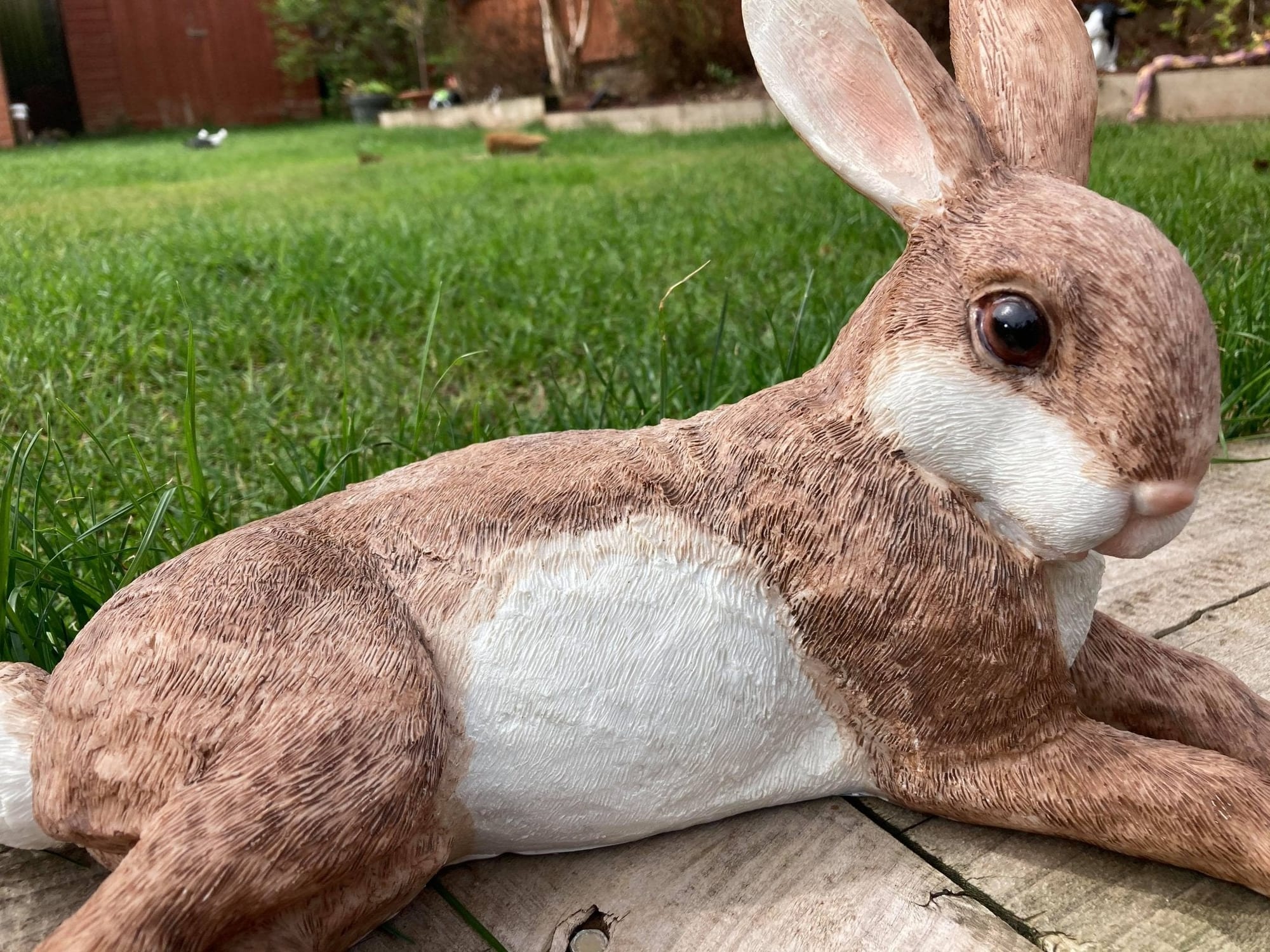 Relaxing Rabbit - Backyard Bliss