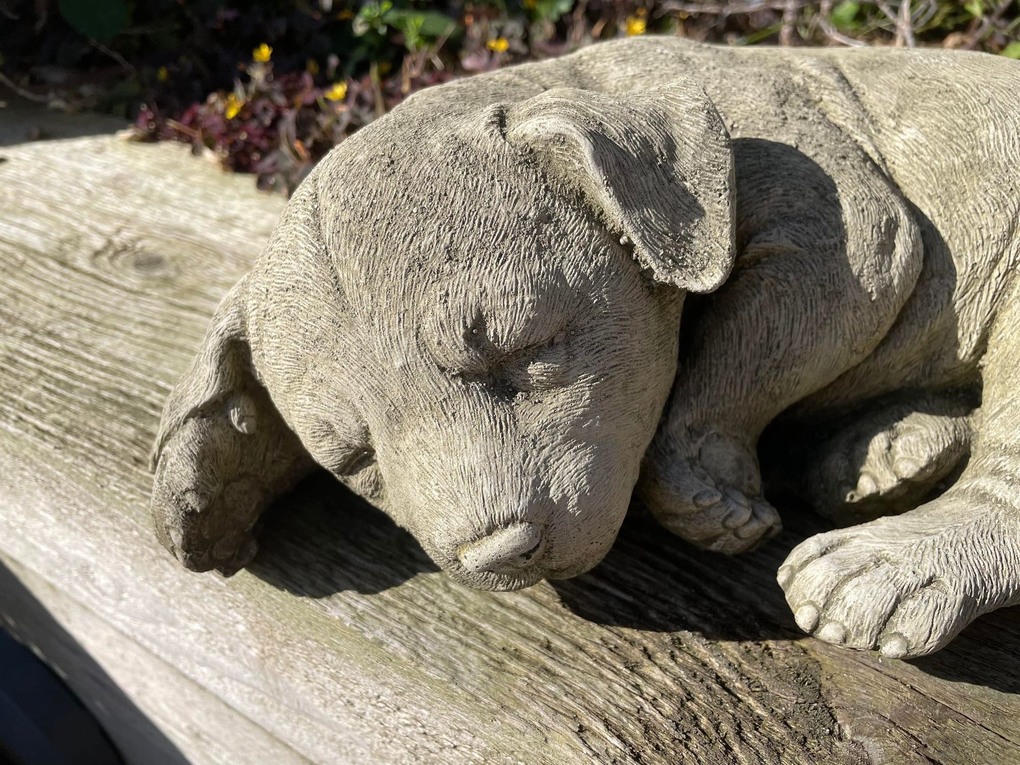 Sleeping Dog - Backyard Bliss