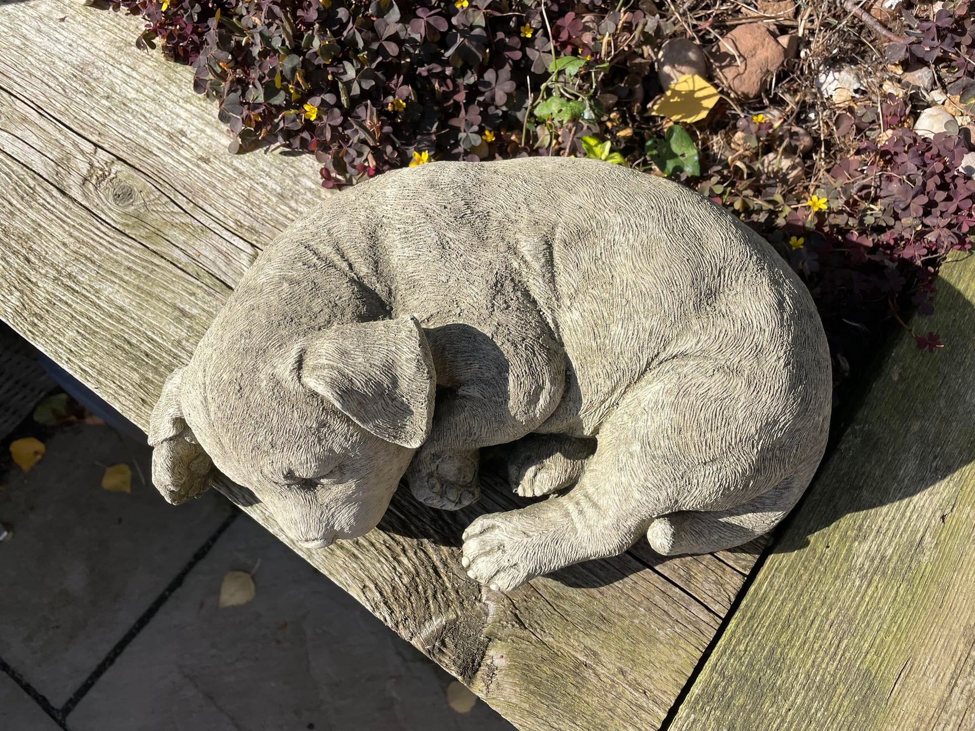 Sleeping Dog - Backyard Bliss