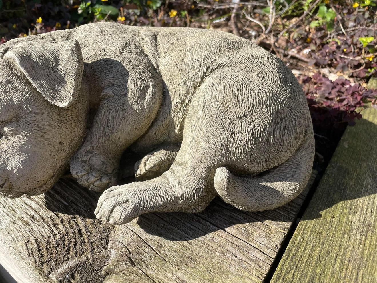 Sleeping Dog - Backyard Bliss