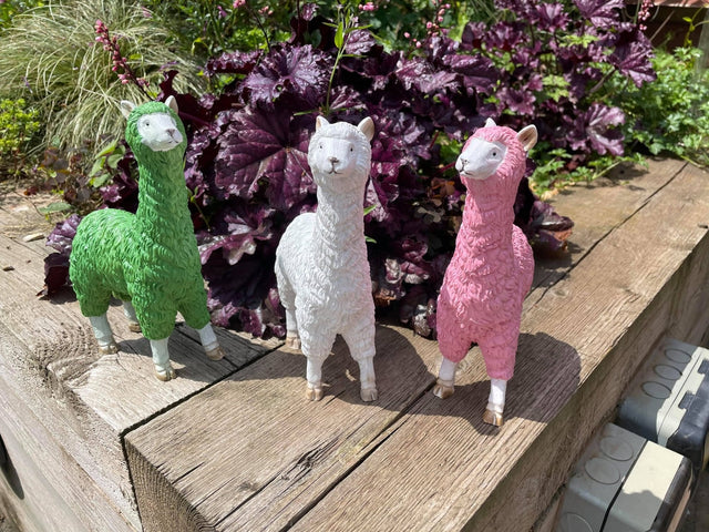 Three Funky Llamas - Backyard Bliss