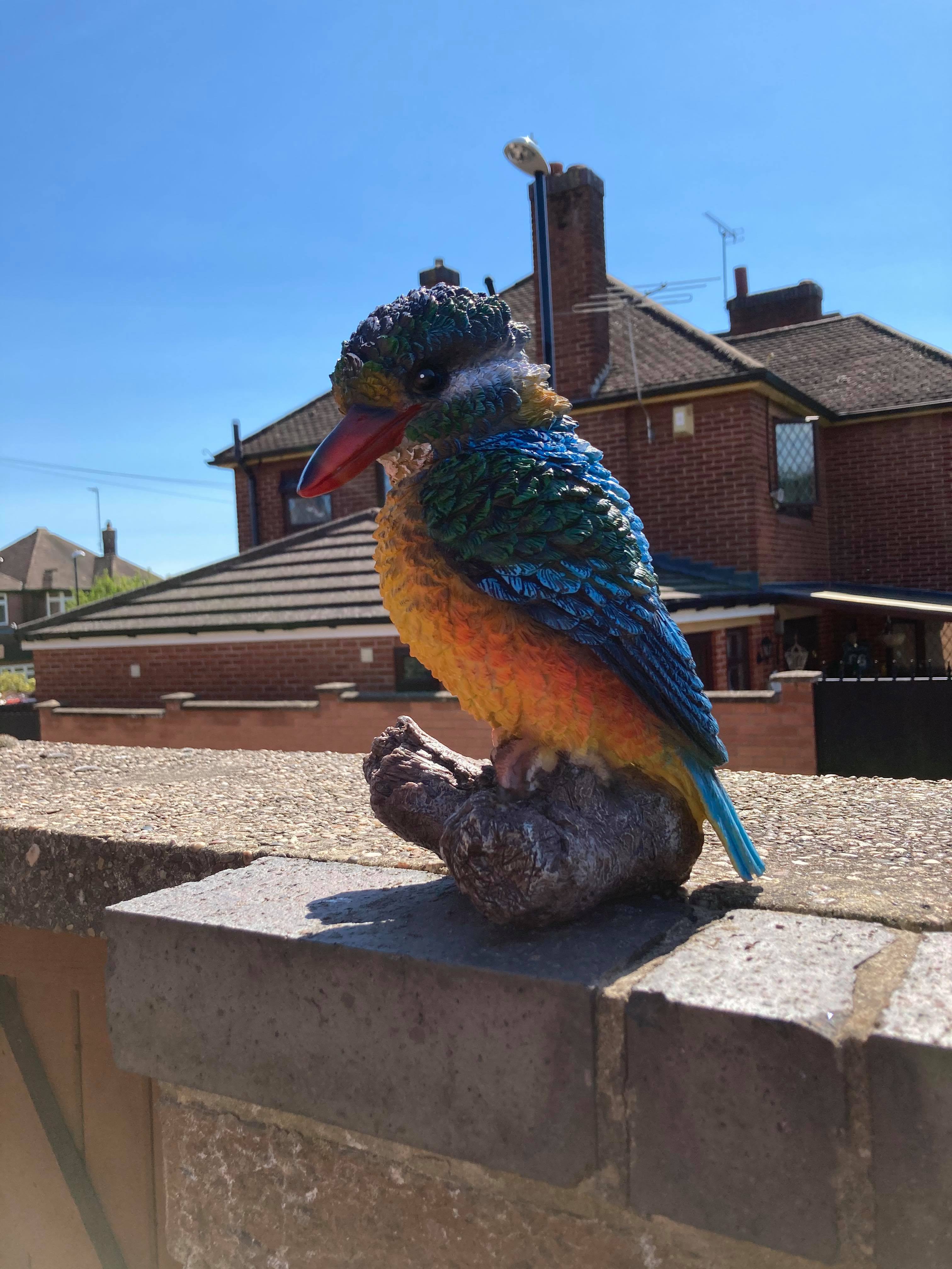 Colourful Kingfisher