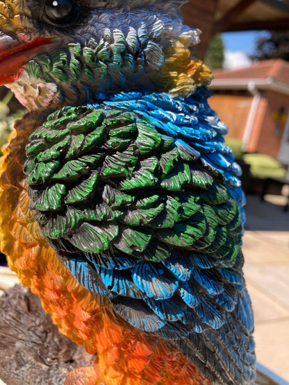 Colourful Kingfisher