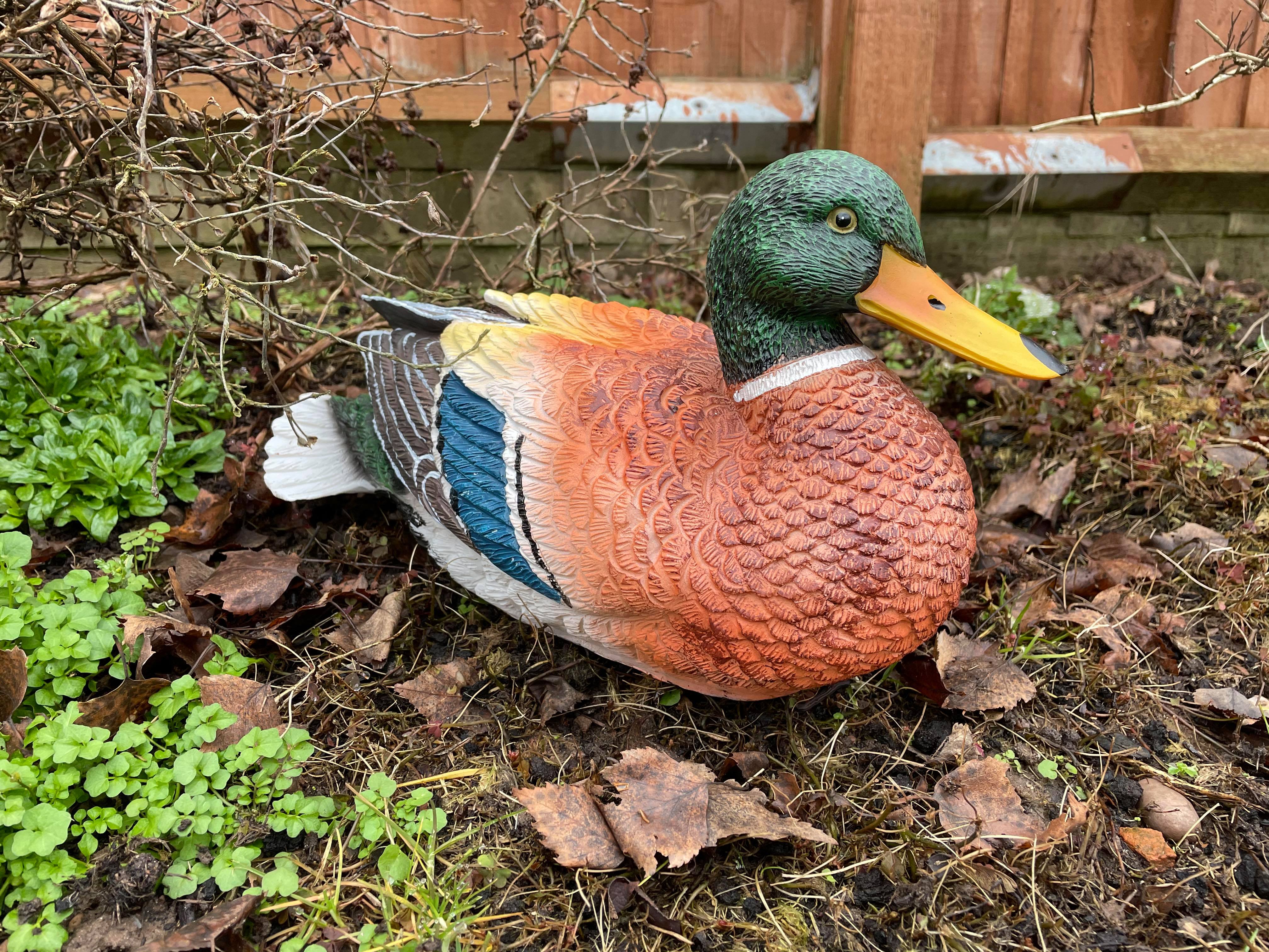 Content Duck