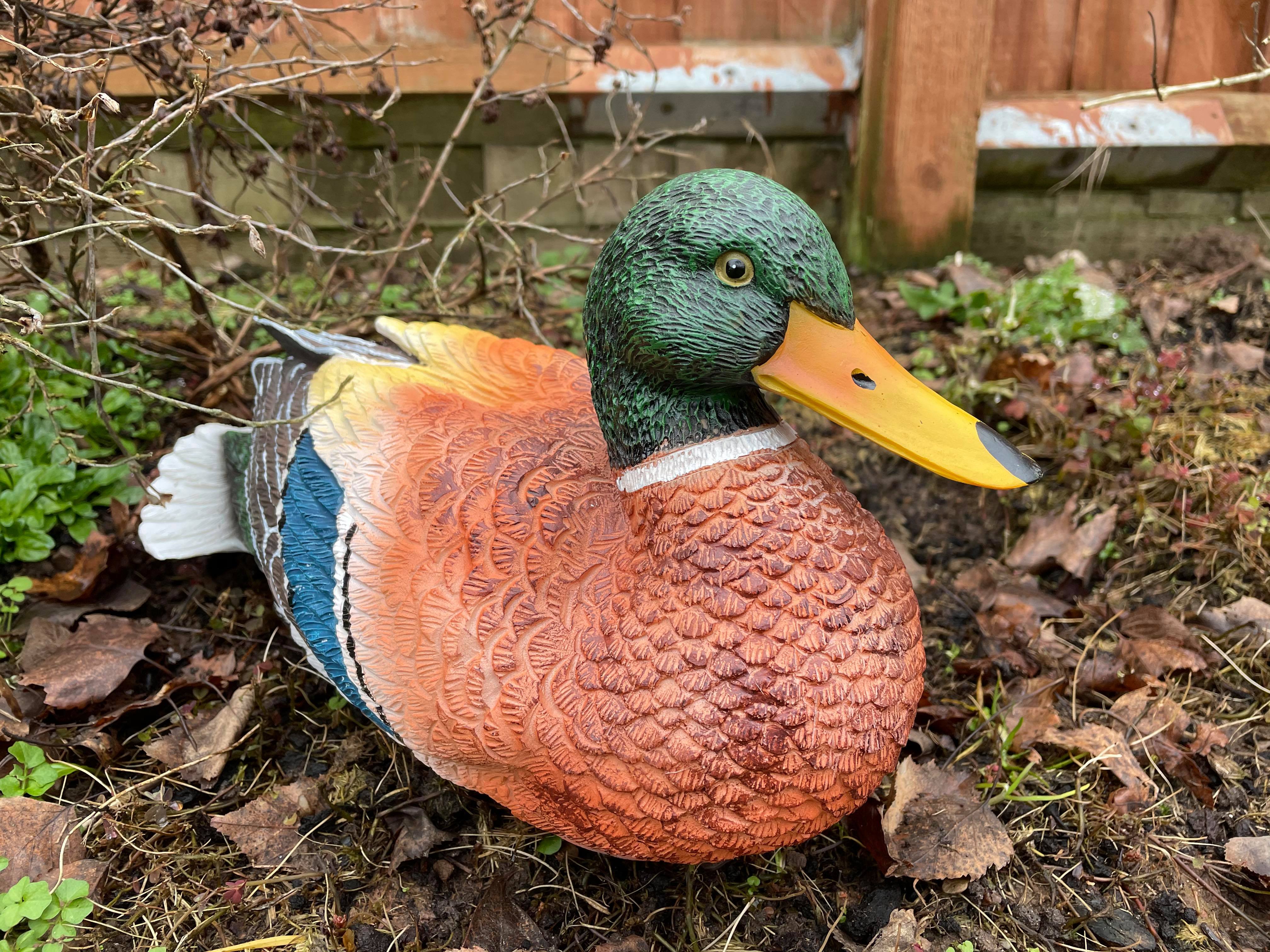 Content Duck
