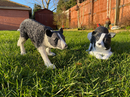 Working Border Collies