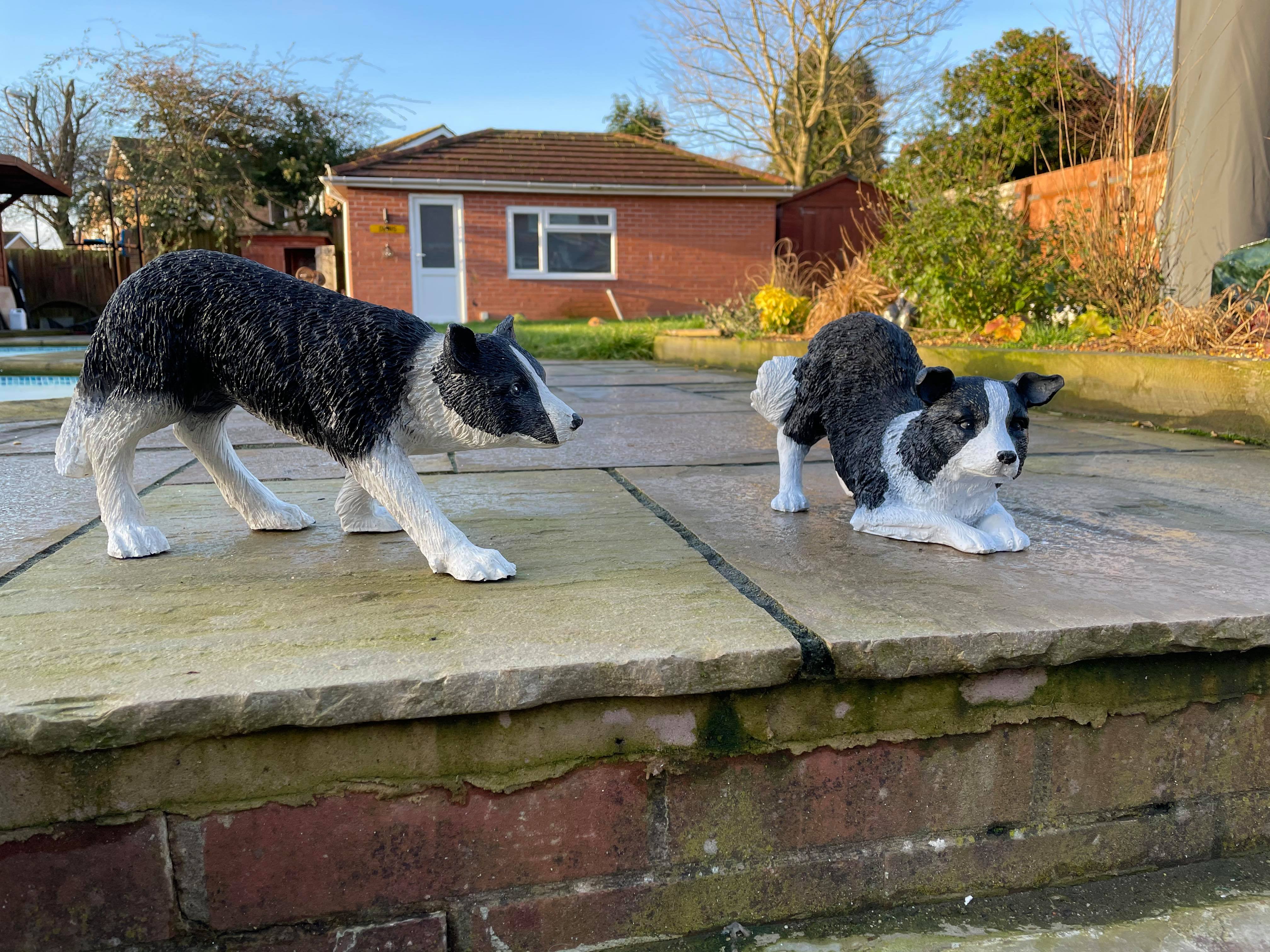 Working Border Collies