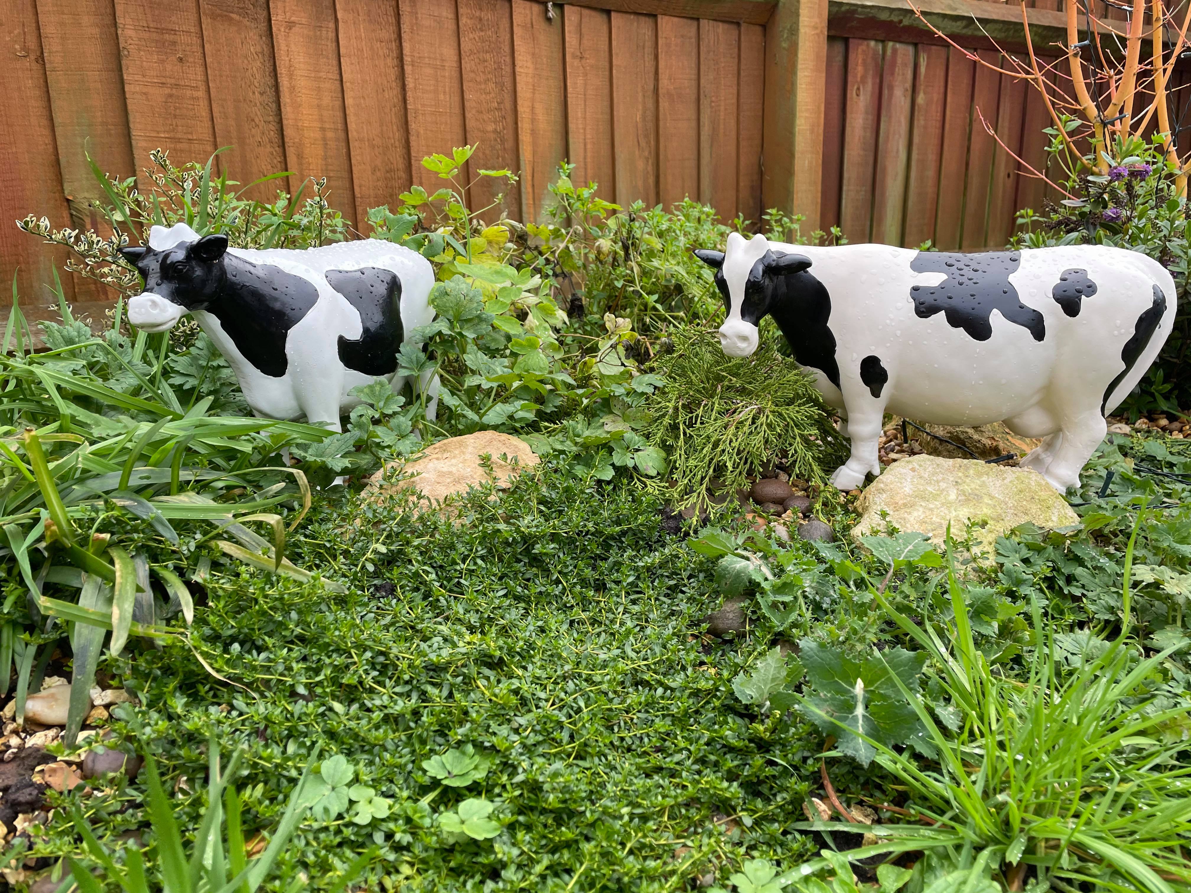 Curvy Cows