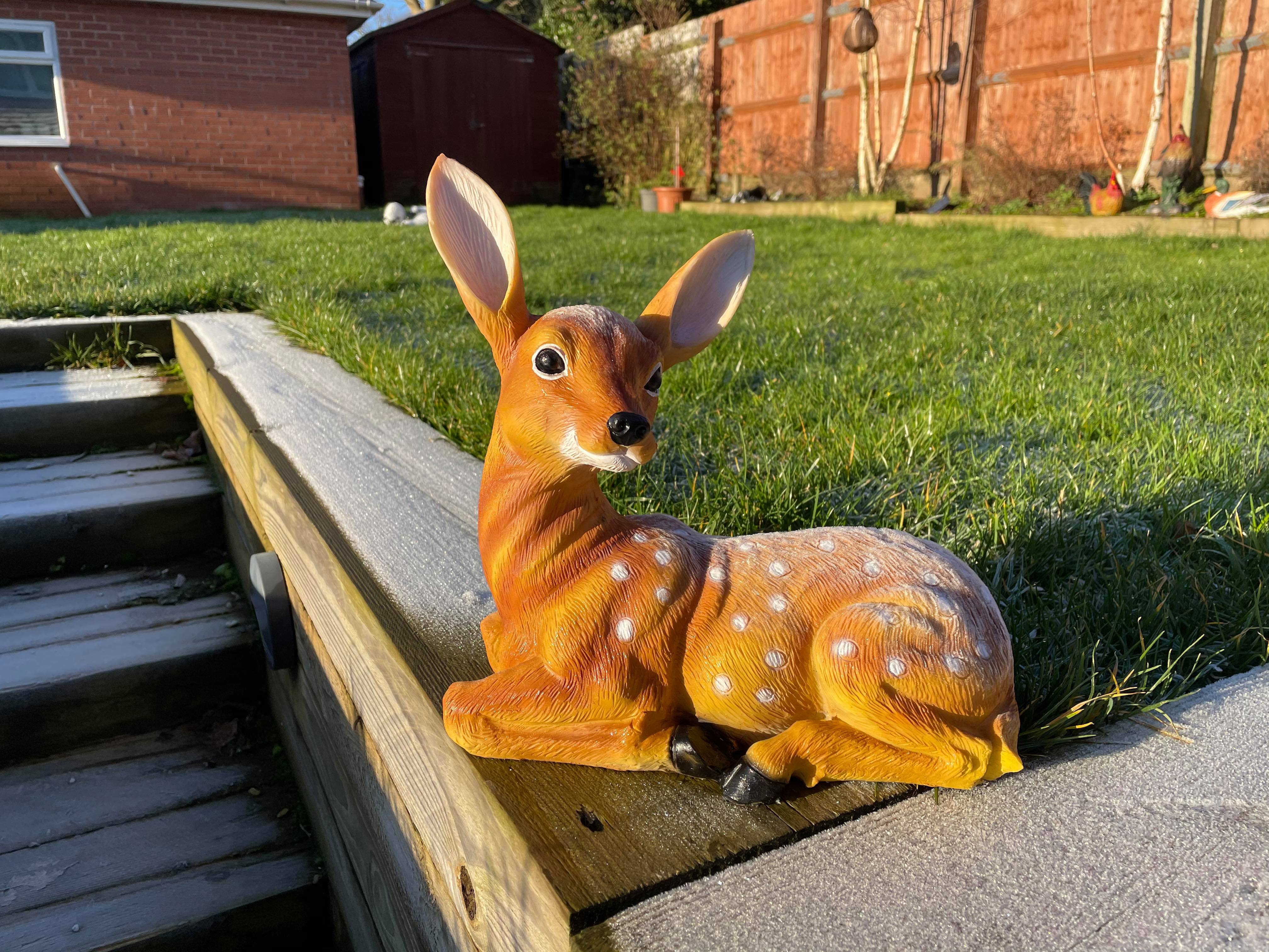 Friendly Fawn