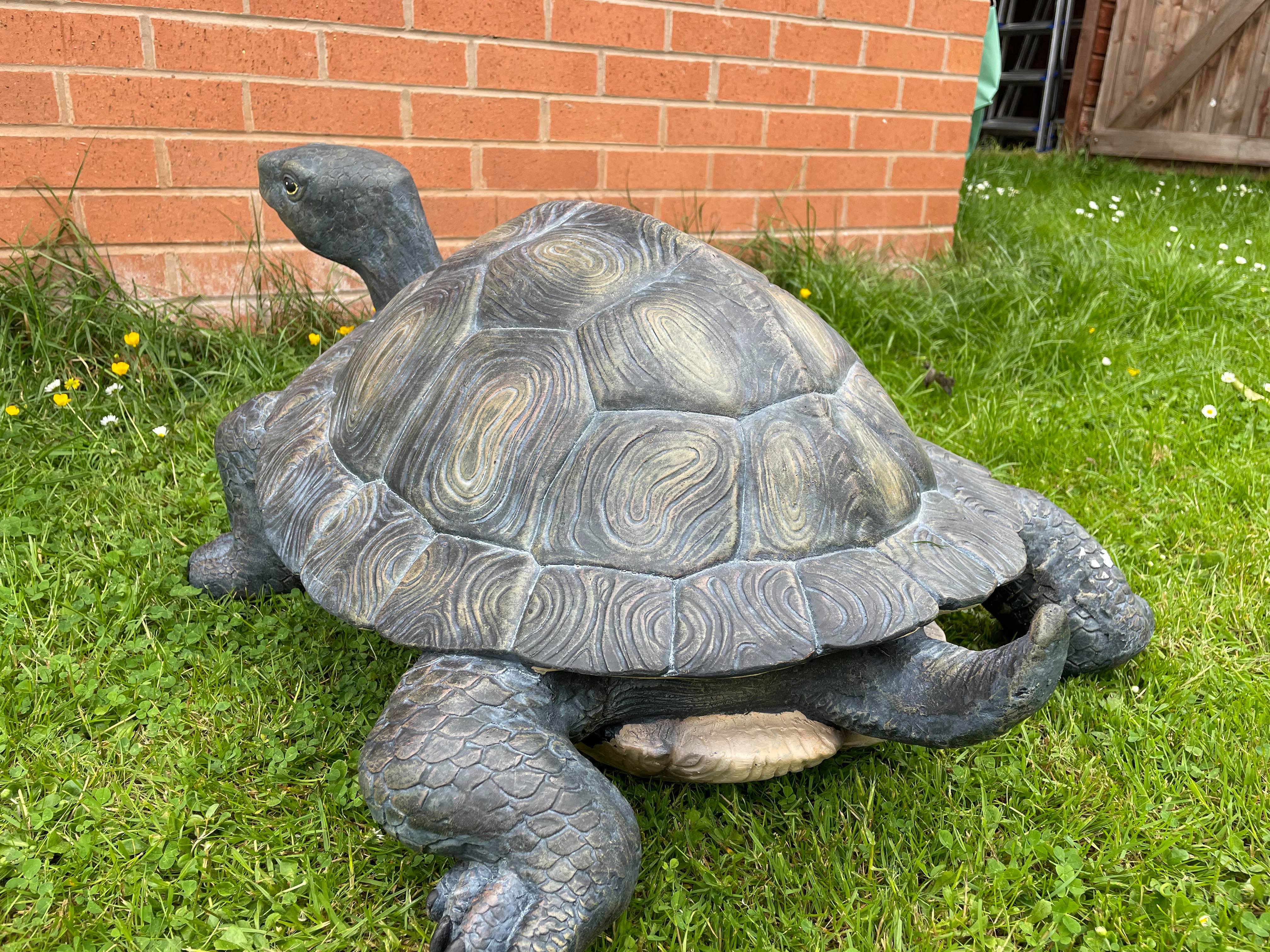 Maximus the Giant Tortoise