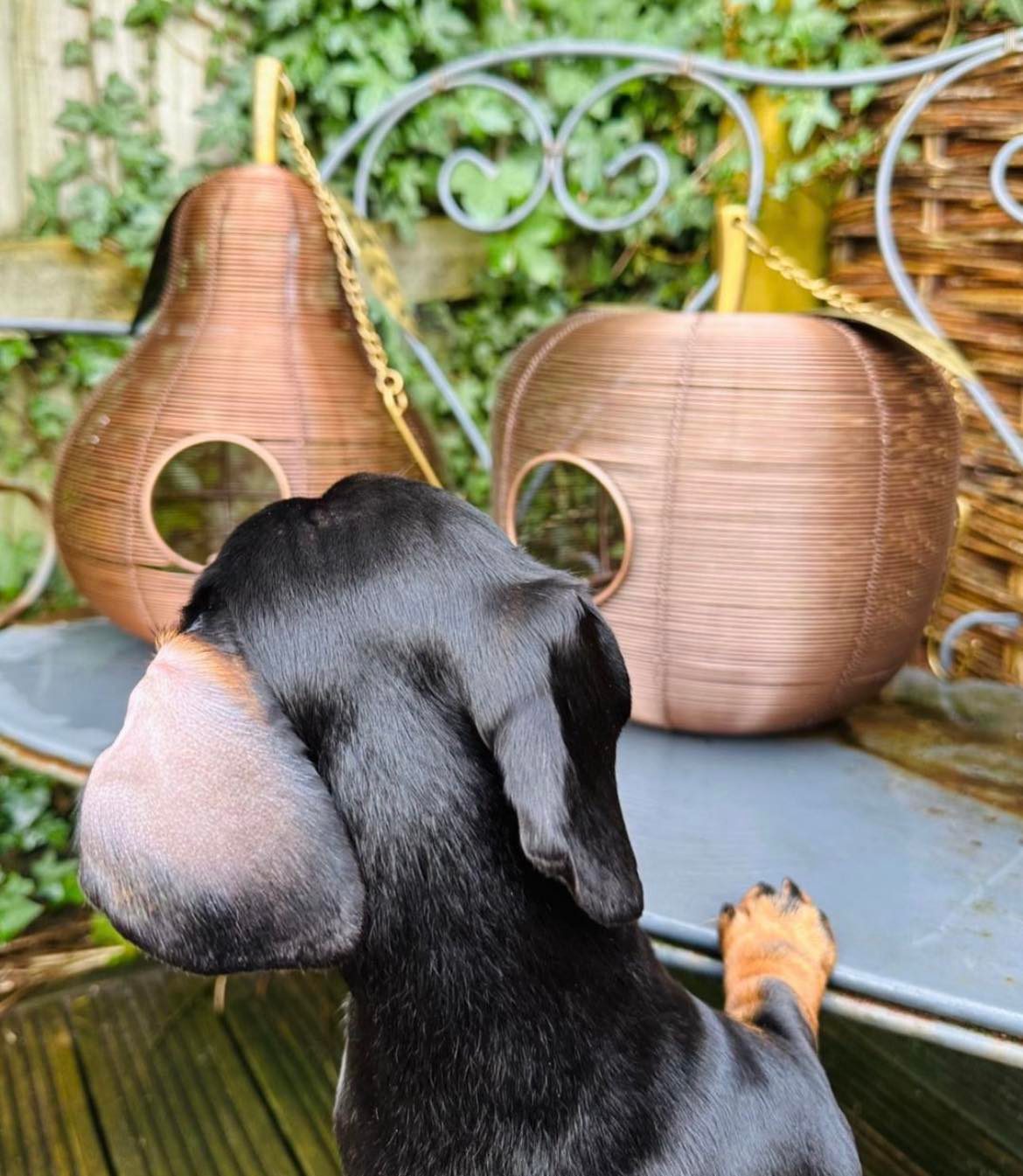 Apple + Pear Bird Feeder Combo