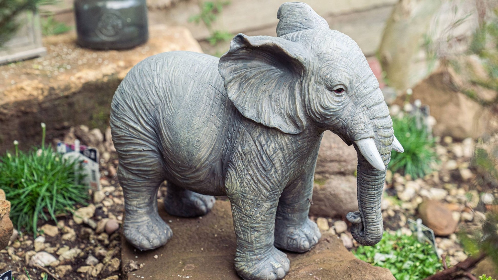 African Elephant - Backyard Bliss