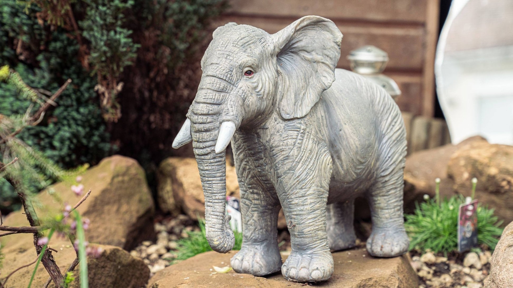 African Elephant - Backyard Bliss