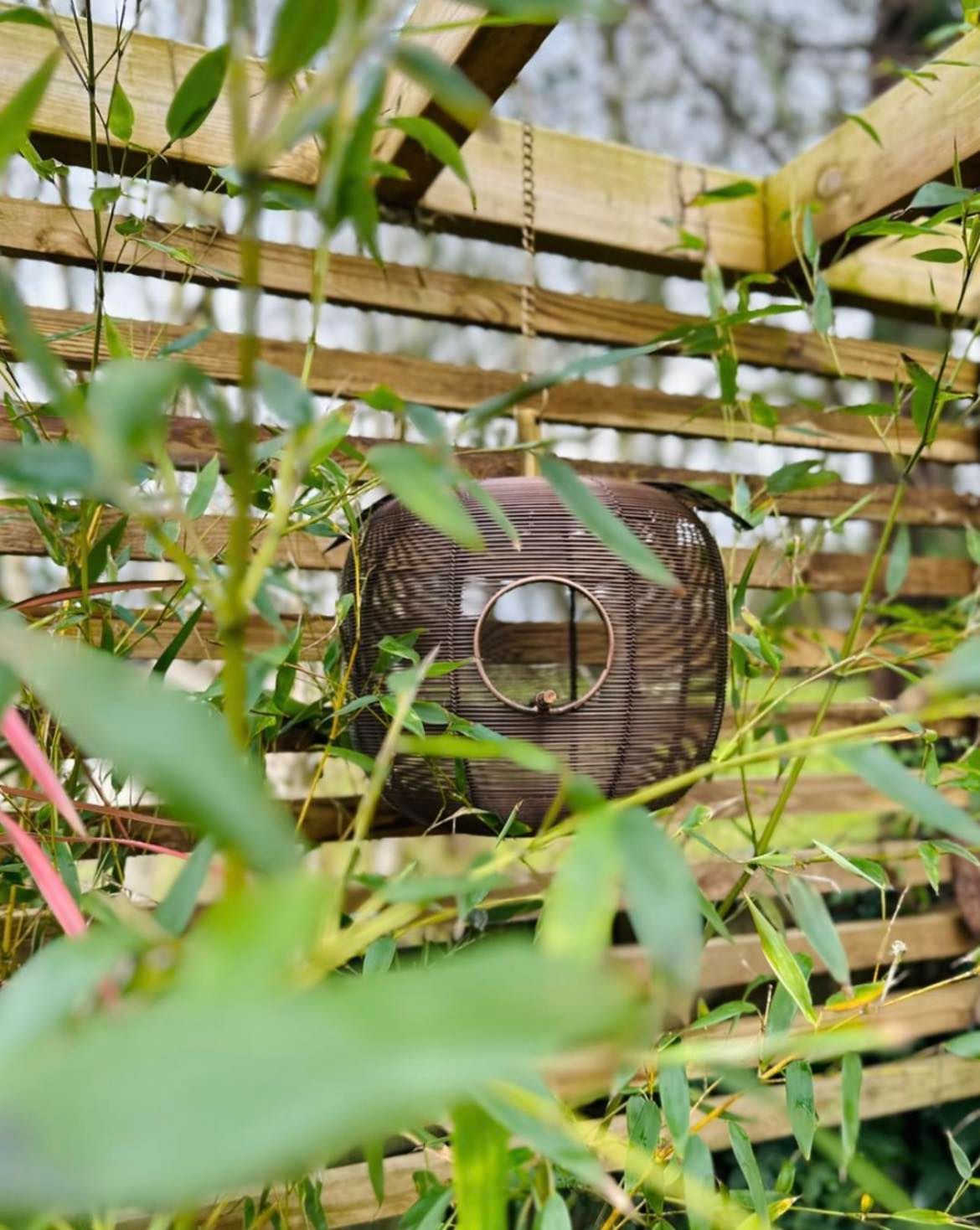 Apple + Pear Bird Feeder Combo - Backyard Bliss