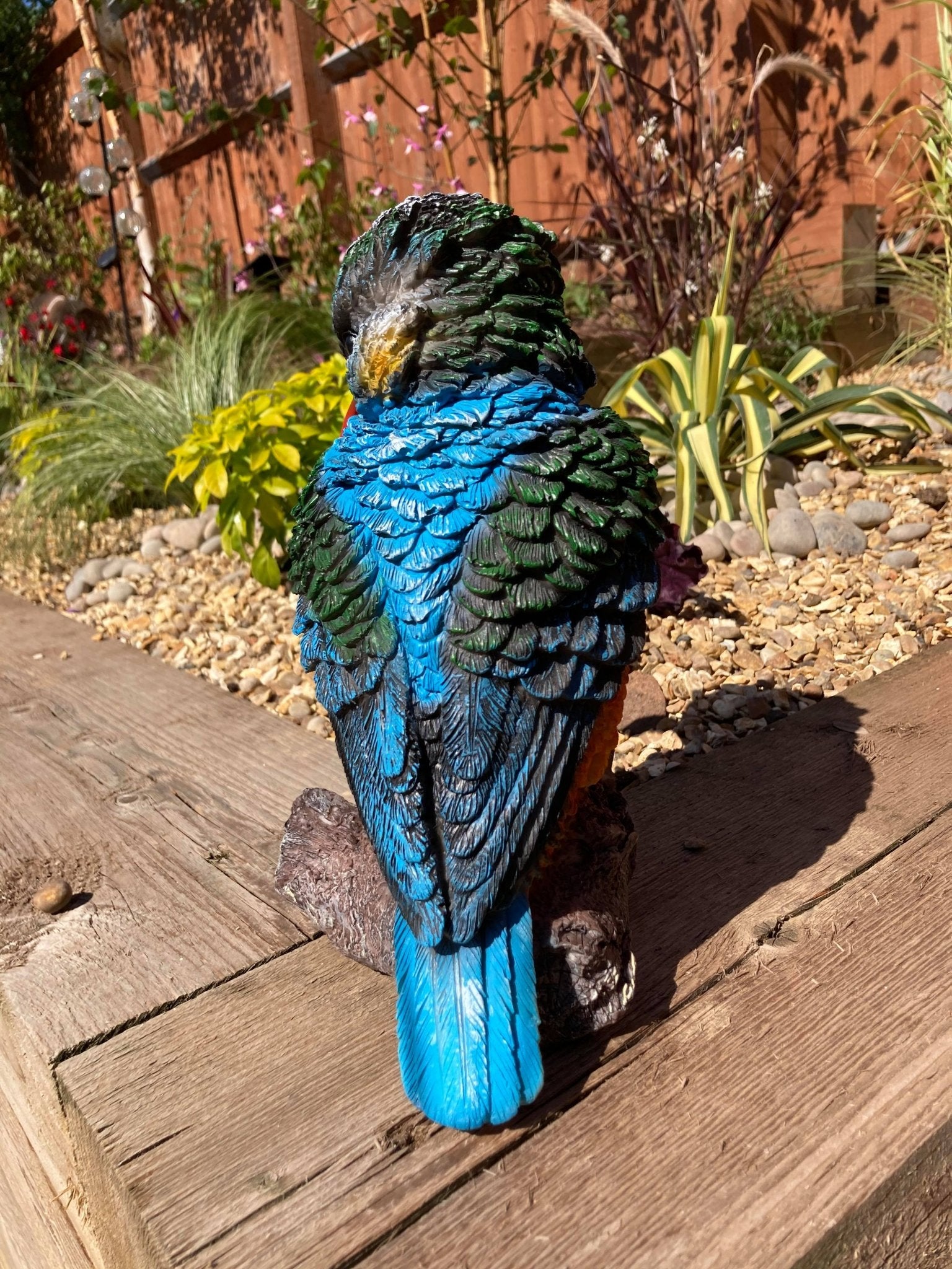 Colourful Kingfisher - Backyard Bliss