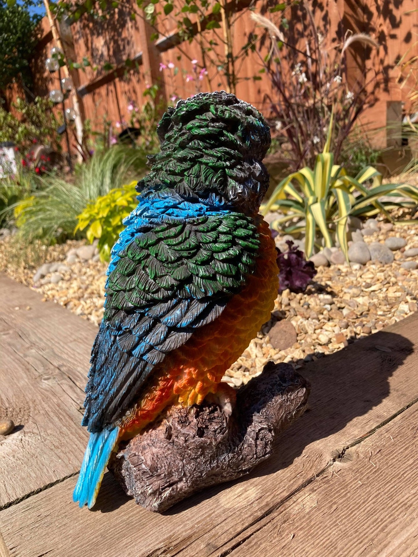 Colourful Kingfisher - Backyard Bliss