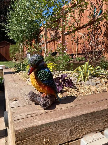Colourful Kingfisher - Backyard Bliss