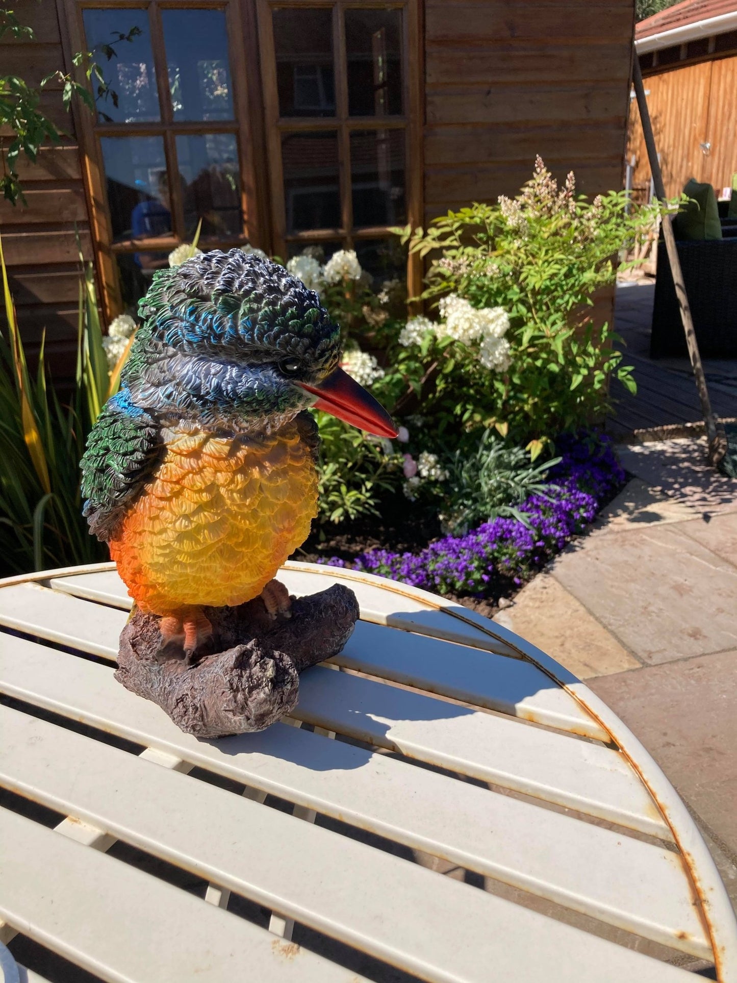 Colourful Kingfisher - Backyard Bliss