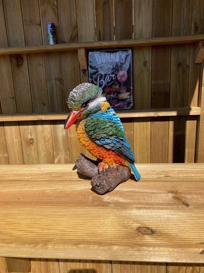 Colourful Kingfisher - Backyard Bliss