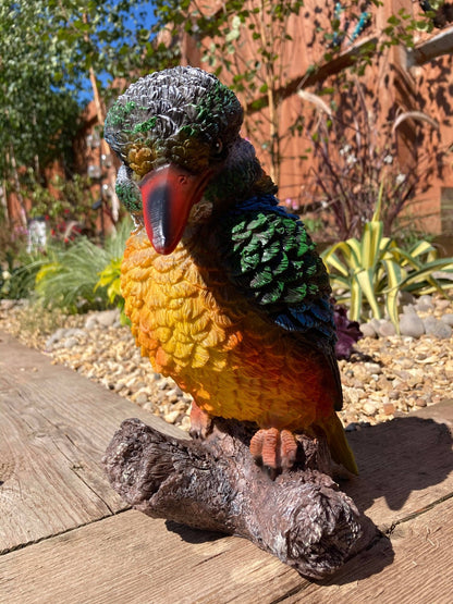 Colourful Kingfisher - Backyard Bliss