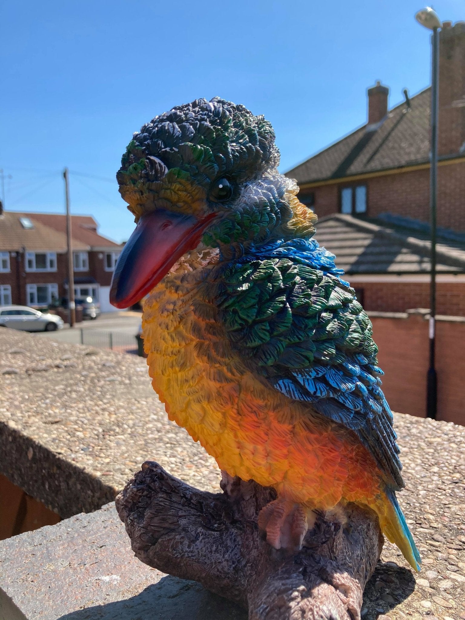 Colourful Kingfisher - Backyard Bliss
