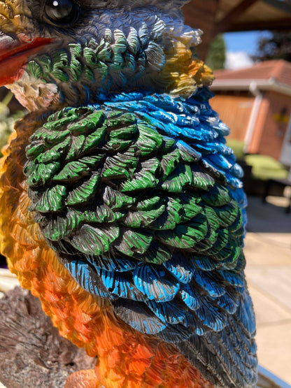 Colourful Kingfisher - Backyard Bliss