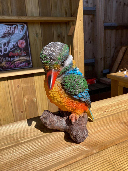 Colourful Kingfisher - Backyard Bliss