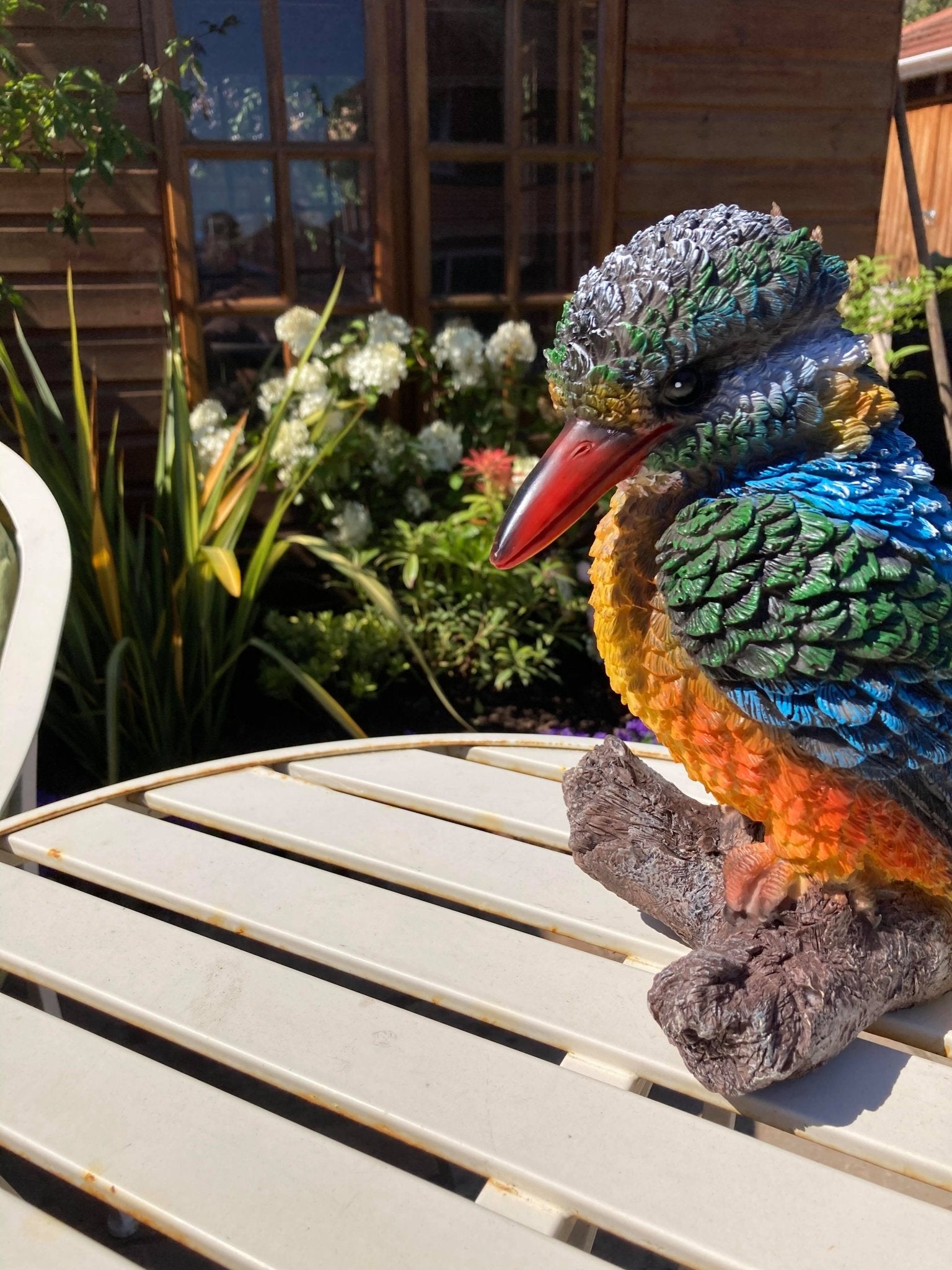 Colourful Kingfisher - Backyard Bliss