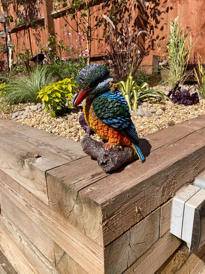 Colourful Kingfisher - Backyard Bliss