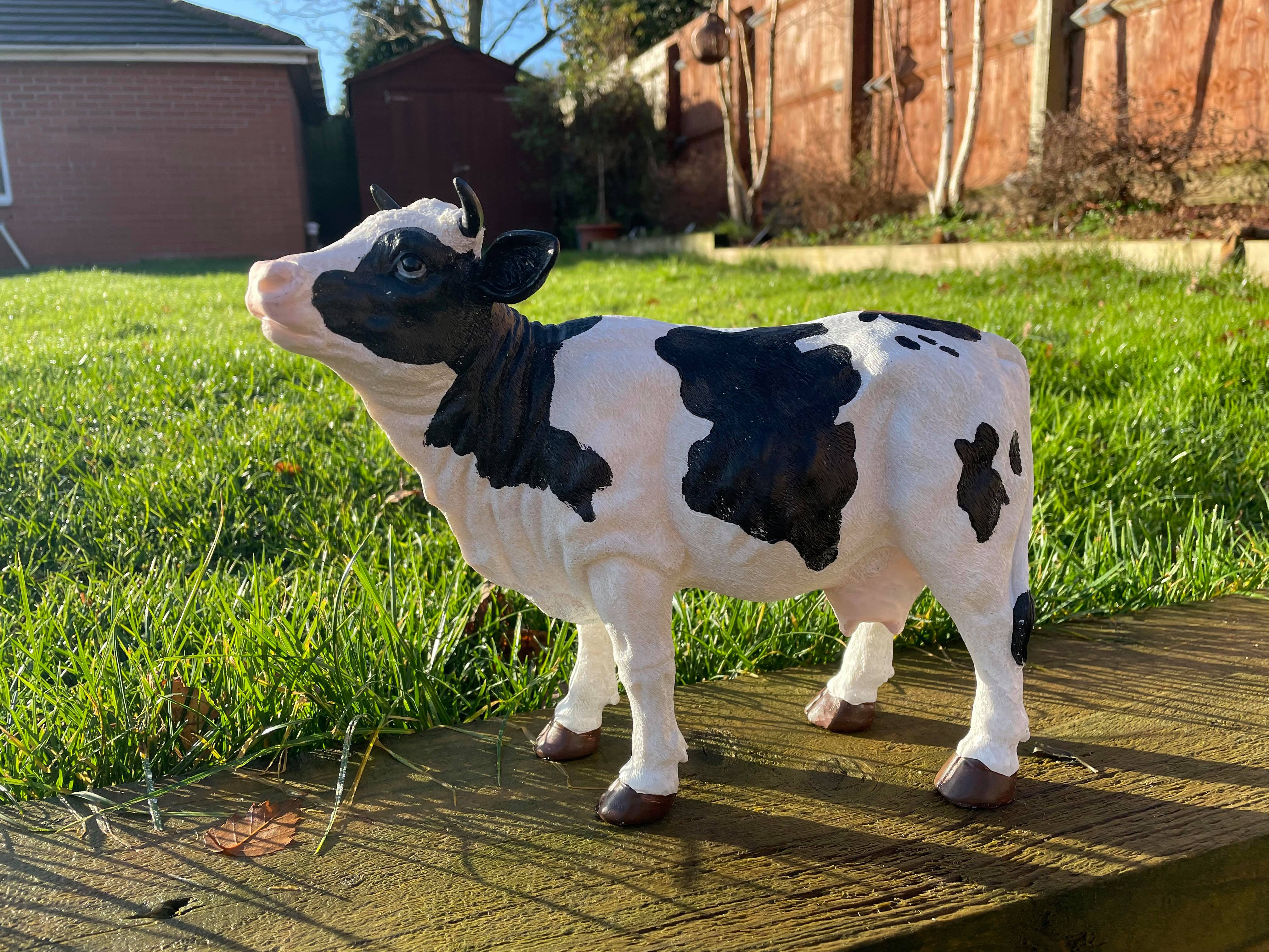Dairy Cow