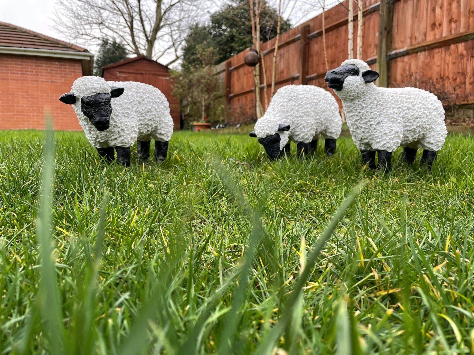 Fuzzy Sheep - Set of 3 - Backyard Bliss