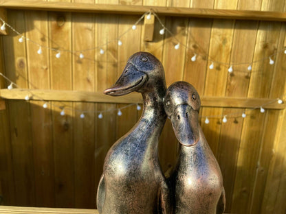 Pair of Ducks - Backyard Bliss