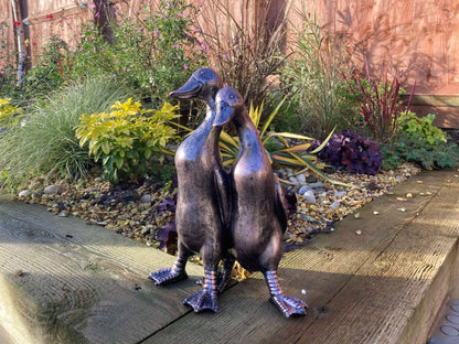 Pair of Ducks - Backyard Bliss