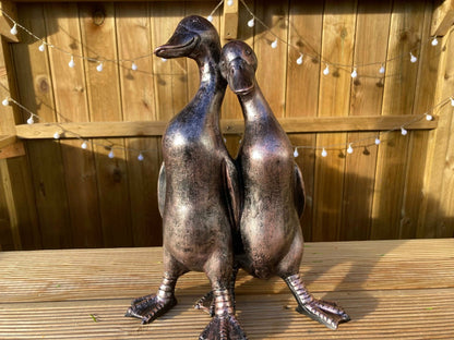 Pair of Ducks - Backyard Bliss