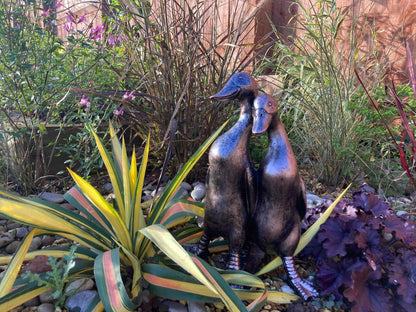Pair of Ducks - Backyard Bliss