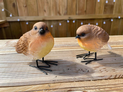 Radiant Robins - Backyard Bliss