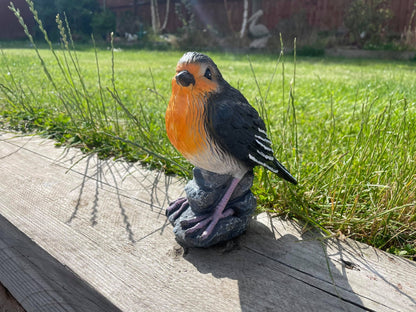 Radiant Robins - Backyard Bliss