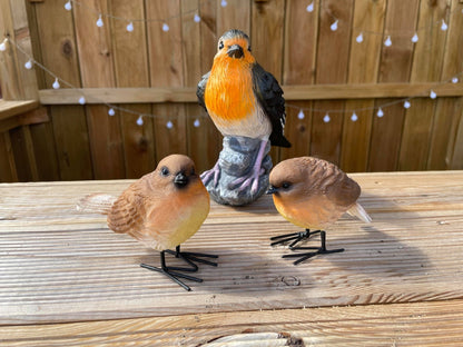 Radiant Robins - Backyard Bliss